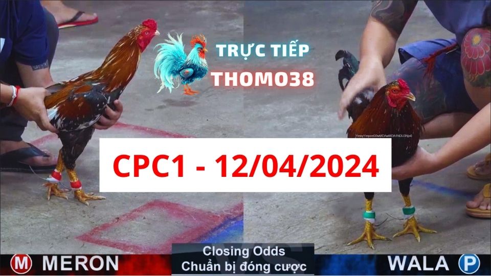 Xem đá gà thomo CPC1 12-04-2024