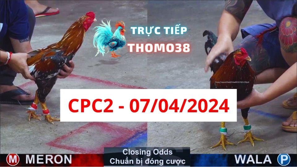 Xem đá gà thomo CPC2 07-04-2024