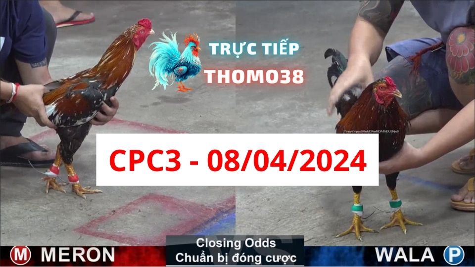 Xem đá gà thomo CPC3 08-04-2024