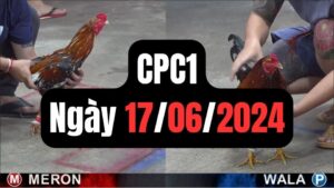 Xem đá gà thomo CPC1 17-06-2024