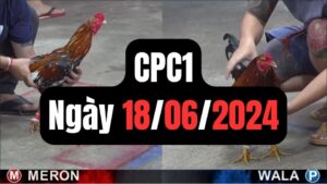 Xem đá gà thomo CPC1 18-06-2024