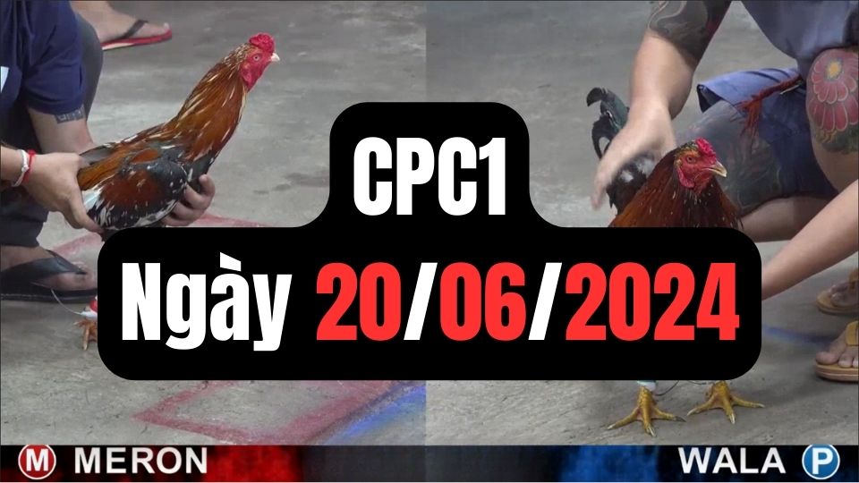 Xem đá gà thomo CPC1 20-06-2024