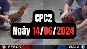 Xem đá gà thomo CPC2 14-06-2024