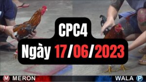 Xem đá gà thomo CPC4 17-06-2024