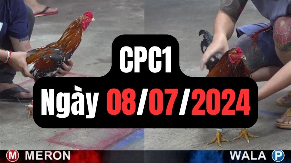 Xem đá gà thomo CPC1 08-07-2024