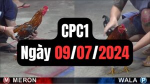 Xem đá gà thomo CPC1 09-07-2024