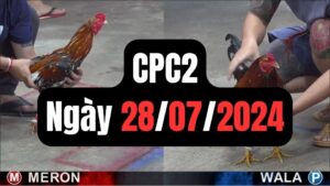 Xem đá gà thomo CPC2 28-07-2024