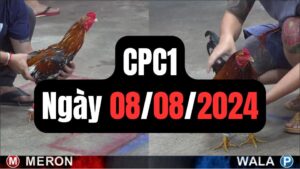 Xem đá gà thomo CPC1 08-08-2024