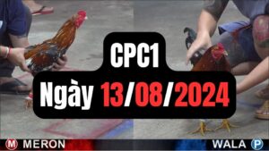 Xem đá gà thomo CPC1 13-08-2024