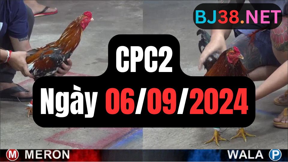 Xem đá gà thomo CPC2 06-09-2024