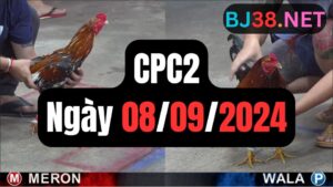 Xem đá gà thomo CPC2 08-09-2024