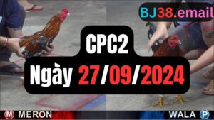 Xem đá gà thomo CPC2 27-09-2024