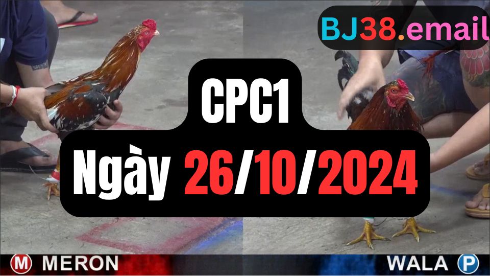 Xem đá gà thomo CPC1 26-10-2024