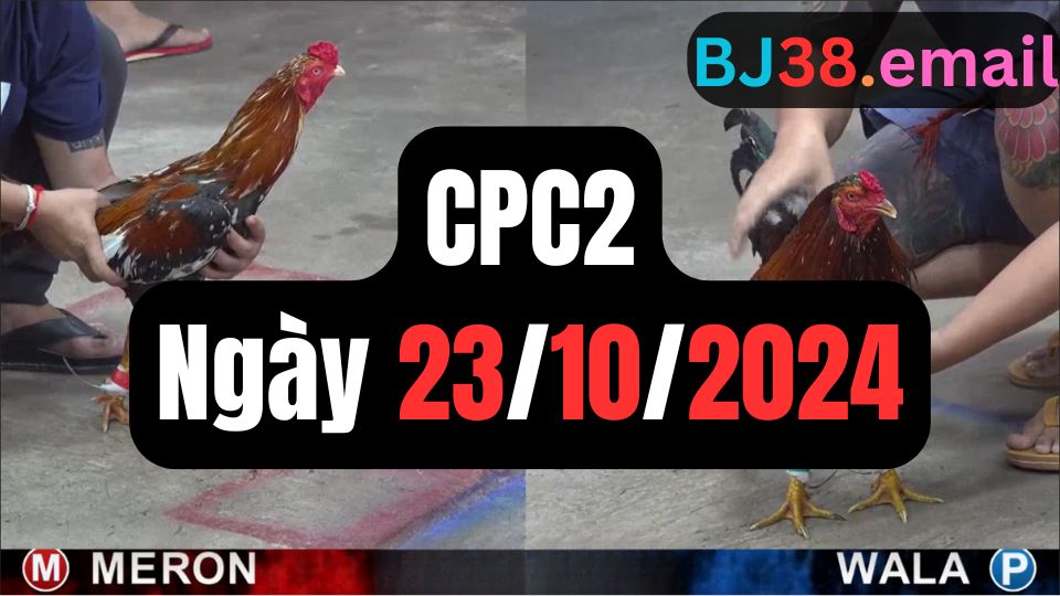 Xem đá gà thomo CPC2 23-10-2024