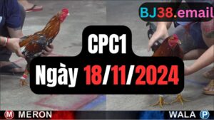 Xem đá gà thomo CPC1 18-11-2024