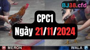 Xem đá gà thomo CPC1 21-11-2024