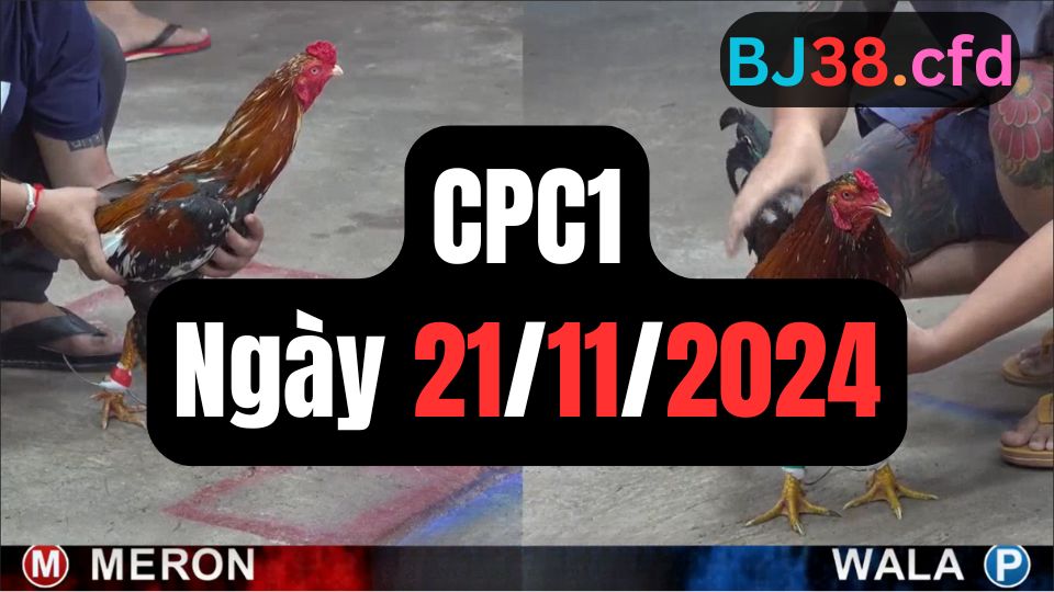 Xem đá gà thomo CPC1 21-11-2024