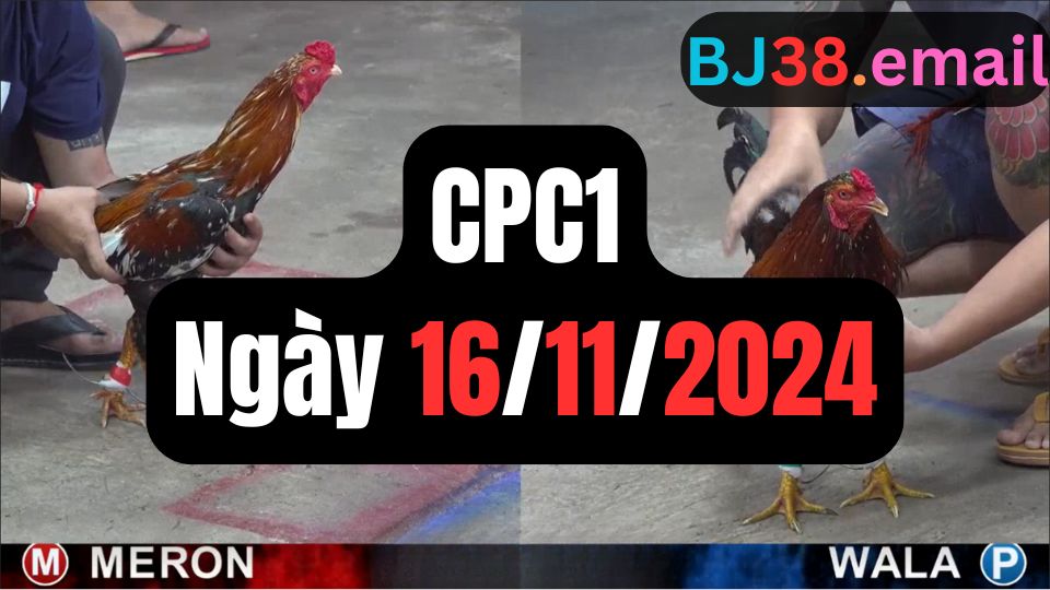 Xem đá gà thomo CPC1 16-11-2024