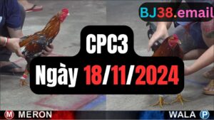 Xem đá gà thomo CPC3 18-11-2024