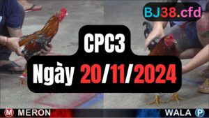 Xem đá gà thomo CPC3 20-11-2024