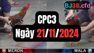 Xem đá gà thomo CPC3 21-11-2024