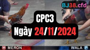 Xem đá gà thomo CPC3 24-11-2024