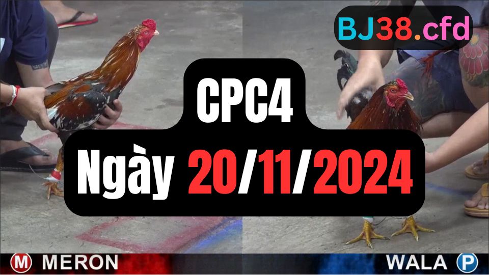 Xem đá gà thomo CPC4 20-11-2024