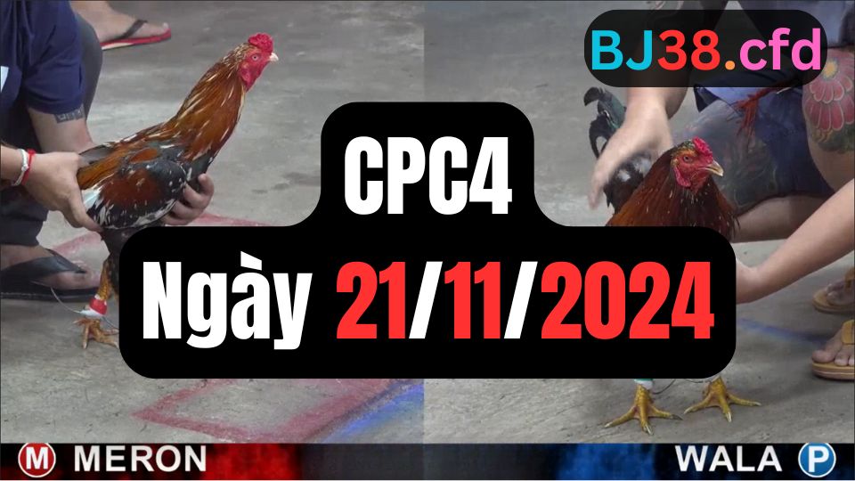 Xem đá gà thomo CPC4 21-11-2024