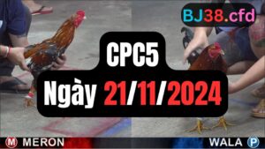 Xem đá gà thomo CPC5 21-11-2024